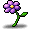 보라 달팽이의 꽃