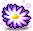 히솝 꽃