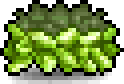 Laurel Crown