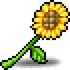 Sunflower Stalk