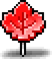Maple Pop