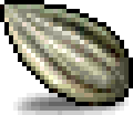 Sunflower Seed