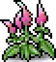 Pink Viola