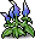Blue Viola