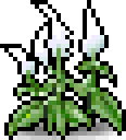 White Viola