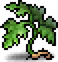 Artemisia