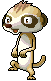 Meerkat